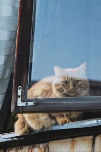 Preview wallpaper cat, window, fluffy