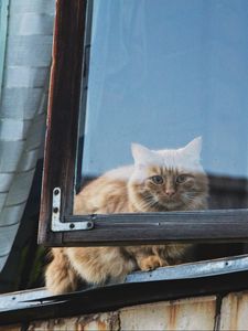 Preview wallpaper cat, window, fluffy