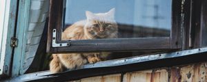 Preview wallpaper cat, window, fluffy