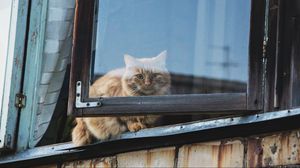 Preview wallpaper cat, window, fluffy