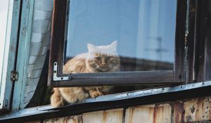 Preview wallpaper cat, window, fluffy