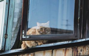 Preview wallpaper cat, window, fluffy