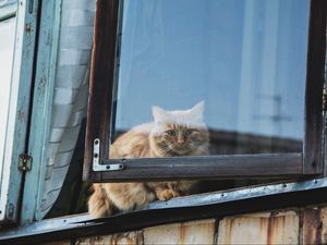 Preview wallpaper cat, window, fluffy