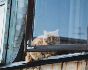 Preview wallpaper cat, window, fluffy