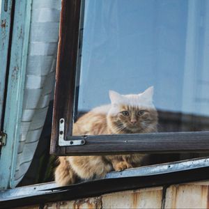 Preview wallpaper cat, window, fluffy