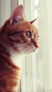Preview wallpaper cat, window, observe, face, spotted