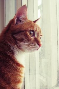 Preview wallpaper cat, window, observe, face, spotted