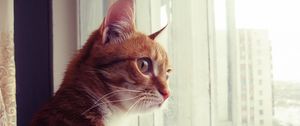 Preview wallpaper cat, window, observe, face, spotted