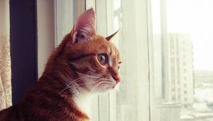 Preview wallpaper cat, window, observe, face, spotted