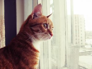 Preview wallpaper cat, window, observe, face, spotted