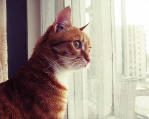 Preview wallpaper cat, window, observe, face, spotted