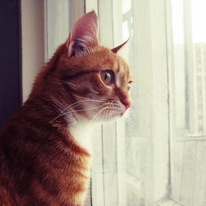 Preview wallpaper cat, window, observe, face, spotted