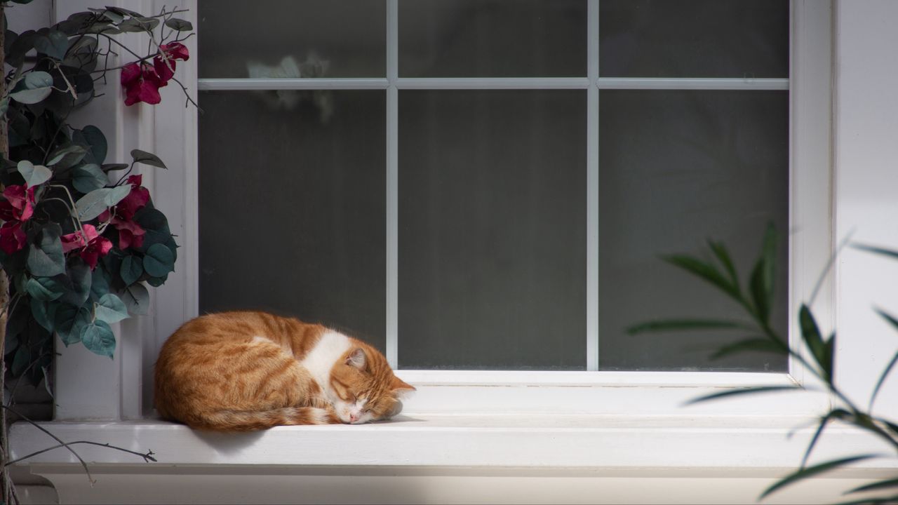 Wallpaper cat, window sill, sleep, flowers, rest