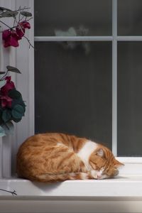 Preview wallpaper cat, window sill, sleep, flowers, rest