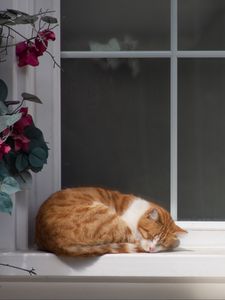 Preview wallpaper cat, window sill, sleep, flowers, rest