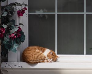 Preview wallpaper cat, window sill, sleep, flowers, rest