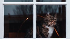 Preview wallpaper cat, window, waiting, observe