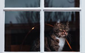 Preview wallpaper cat, window, waiting, observe