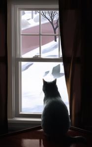 Preview wallpaper cat, window, winter, comfort