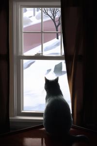 Preview wallpaper cat, window, winter, comfort