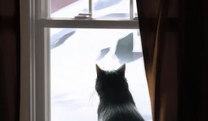 Preview wallpaper cat, window, winter, comfort