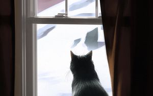 Preview wallpaper cat, window, winter, comfort