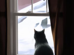 Preview wallpaper cat, window, winter, comfort