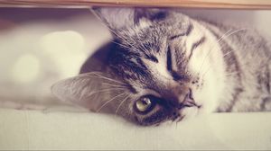 Preview wallpaper cat, wink, lie down, glare