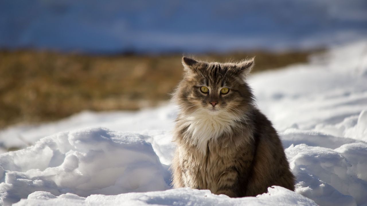 Wallpaper cat, winter, fluffy, snow