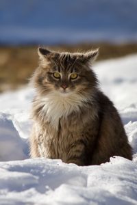 Preview wallpaper cat, winter, fluffy, snow