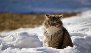 Preview wallpaper cat, winter, fluffy, snow