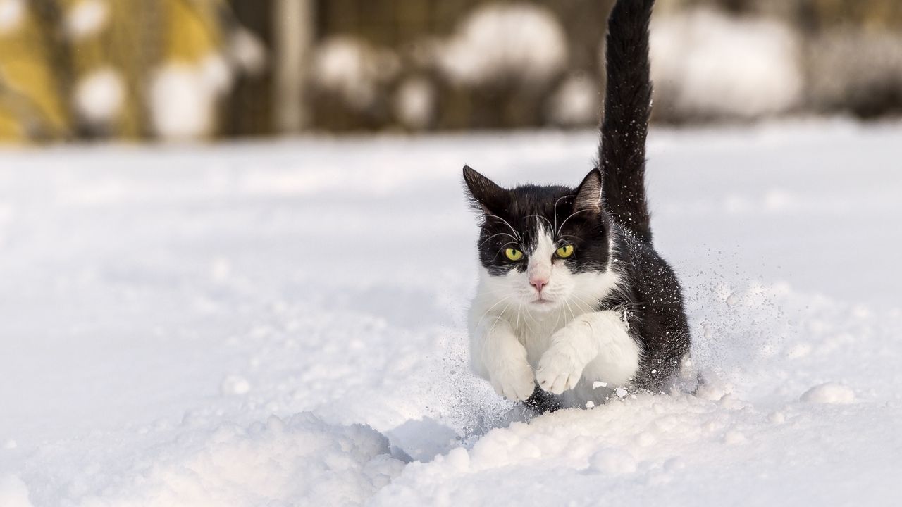 Wallpaper cat, winter, snow, jump