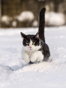 Preview wallpaper cat, winter, snow, jump