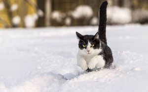 Preview wallpaper cat, winter, snow, jump