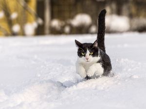 Preview wallpaper cat, winter, snow, jump