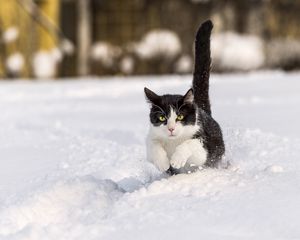 Preview wallpaper cat, winter, snow, jump