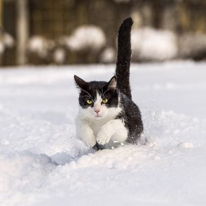 Preview wallpaper cat, winter, snow, jump