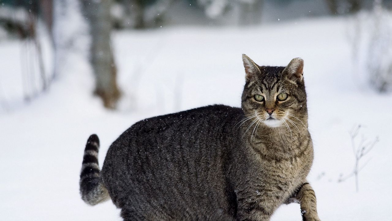Wallpaper cat, winter, snow, walk
