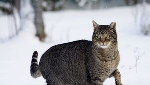 Preview wallpaper cat, winter, snow, walk