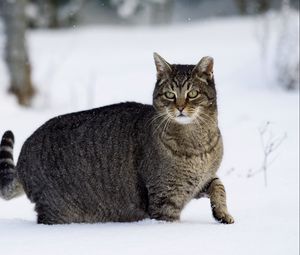Preview wallpaper cat, winter, snow, walk