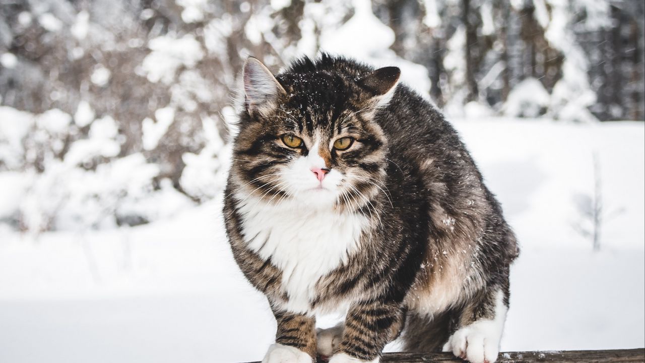 Wallpaper cat, winter, wind, snow