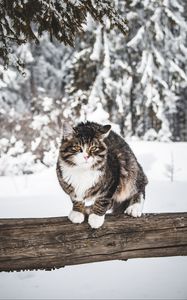 Preview wallpaper cat, winter, wind, snow