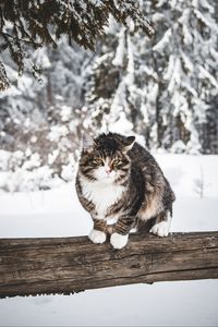 Preview wallpaper cat, winter, wind, snow