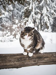 Preview wallpaper cat, winter, wind, snow