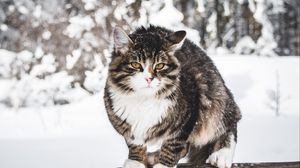Preview wallpaper cat, winter, wind, snow