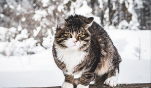 Preview wallpaper cat, winter, wind, snow