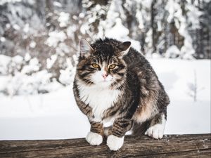 Preview wallpaper cat, winter, wind, snow