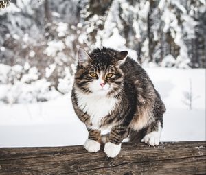 Preview wallpaper cat, winter, wind, snow