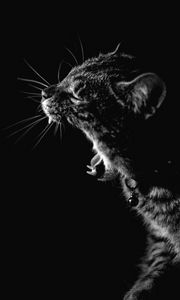 Preview wallpaper cat, yawn, bw, pet