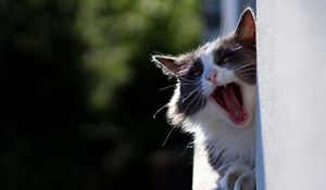 Preview wallpaper cat, yawn, face, fluffy, funny